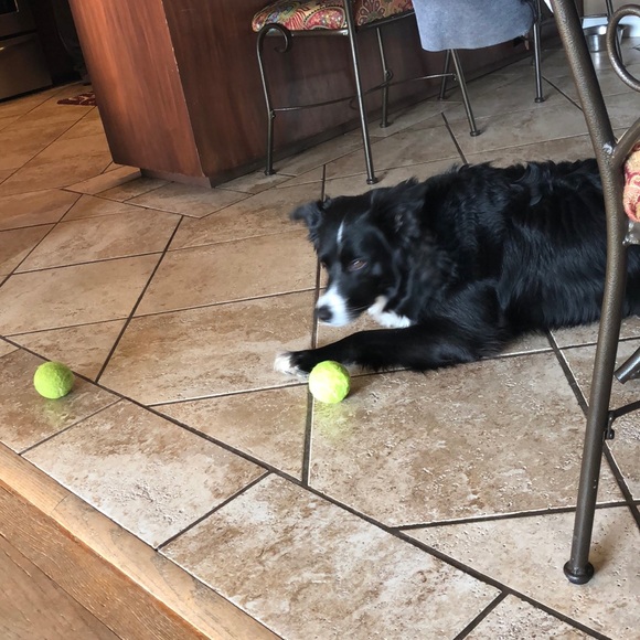 Meet your Posher, Carly - Picture 1 of 1